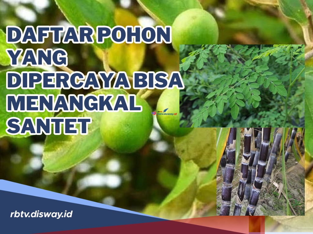 Selain Bisa Bikin Teduh Ini Daftar Pohon yang Dipercaya Bisa Menangkal Santet, Menurut Primbon Jawa