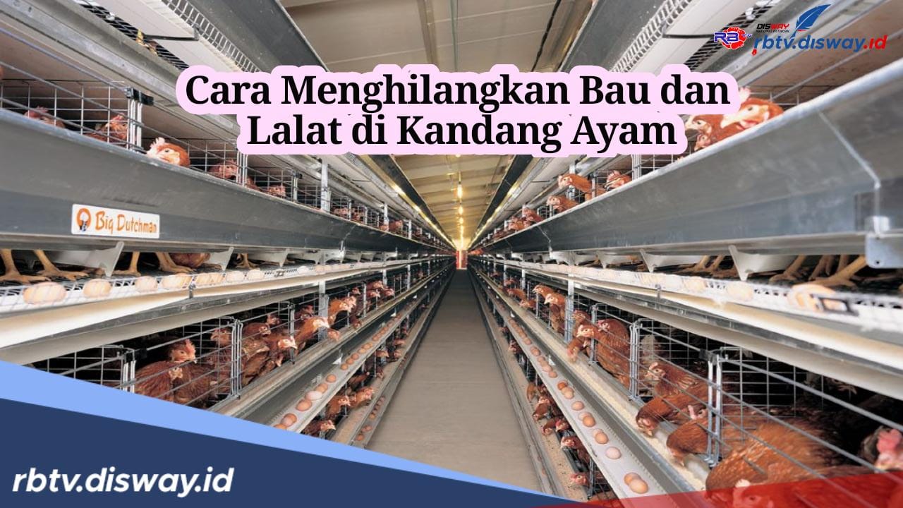 Peternak Ayam Wajib Coba, Ini 5 Cara Menghilangkan Bau dan Lalat di Kandang Ayam, Pasti Berhasil