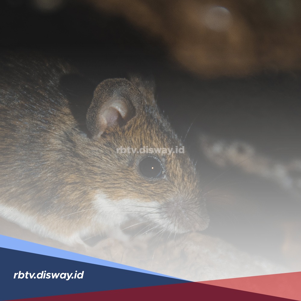 Tikus Paling Takut Masuk Rumah jika Ada 7 Tanaman, Nomor 5 Rempah Masakan