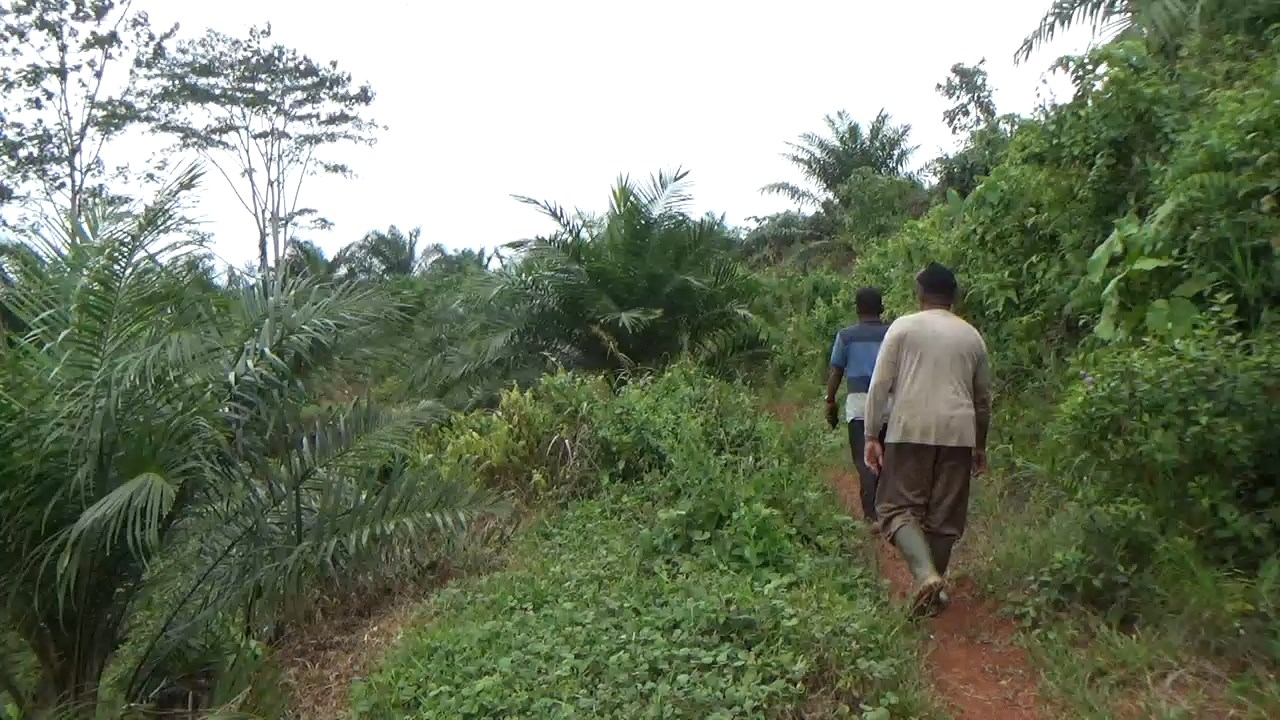 Verifikasi Ketat, Ratusan Hektar Usulan Replanting Sawit  Tidak Disetujui