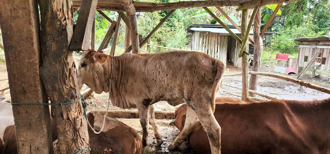 Waspada, Sapi Terjangkit Penyakit Kulit LSD Bertambah