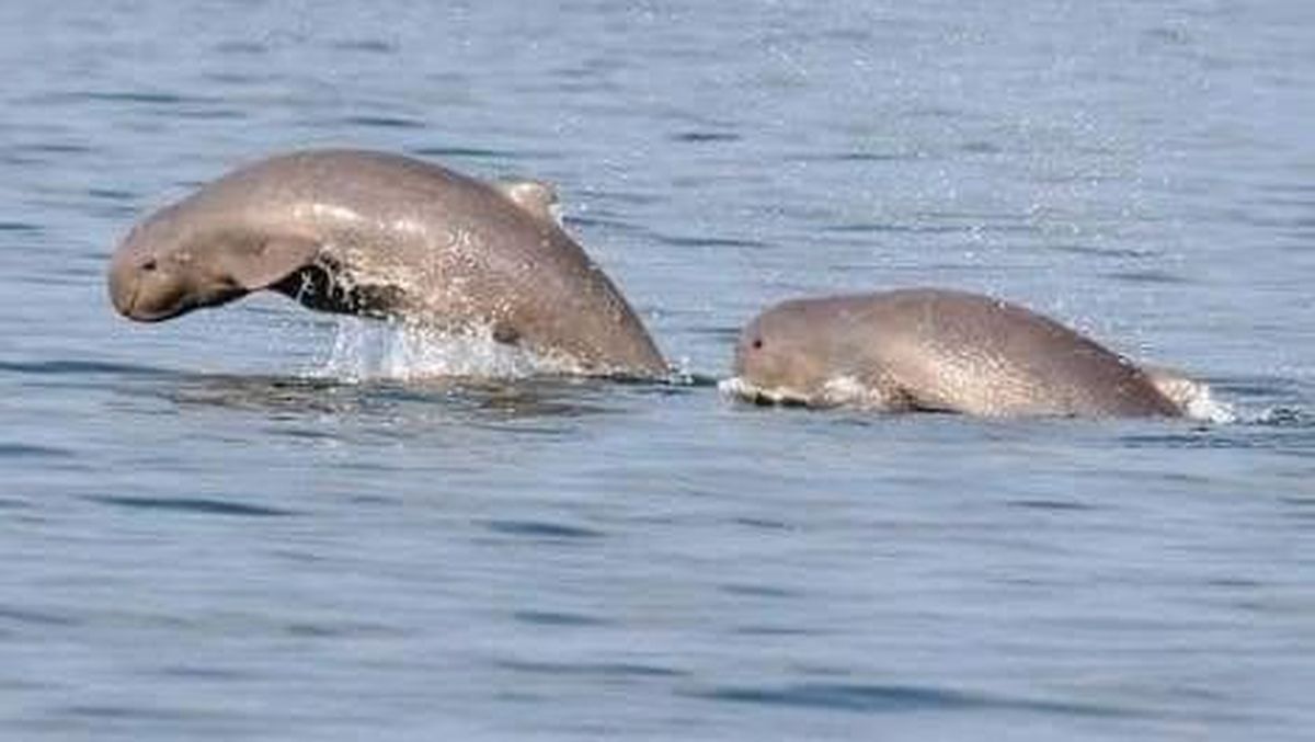 Legenda Pesut Mahakam, Cerita Rakyat dari Kalimantan Timur yang  Jarang Terekspose