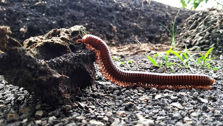 Gak Kebayang Kaki Seribu Masuk Rumah, Ternyata Hewan Ini Takut dengan Cabe Rawit