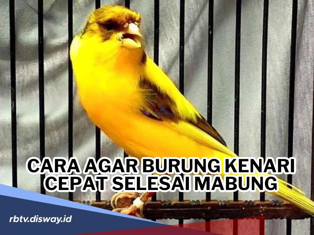 Jangan Asal-asalan! Begini Caranya agar Burung Kenari Cepat Selesai Mabung