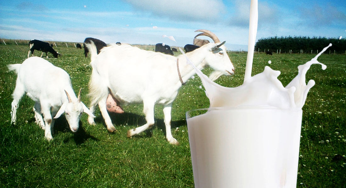  Alergi susu sapi?  Coba Konsumsi Susu Kambing yang Punya Segudang Manfaat, Termasuk untuk Kecantikan