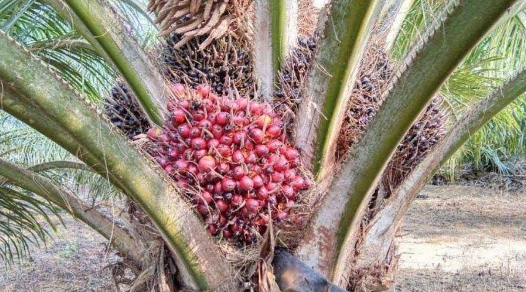 Petani Sawit Perlu Tahu, Ini Rahasia Sawit Berbuah Lebat Tanpa Dipupuk