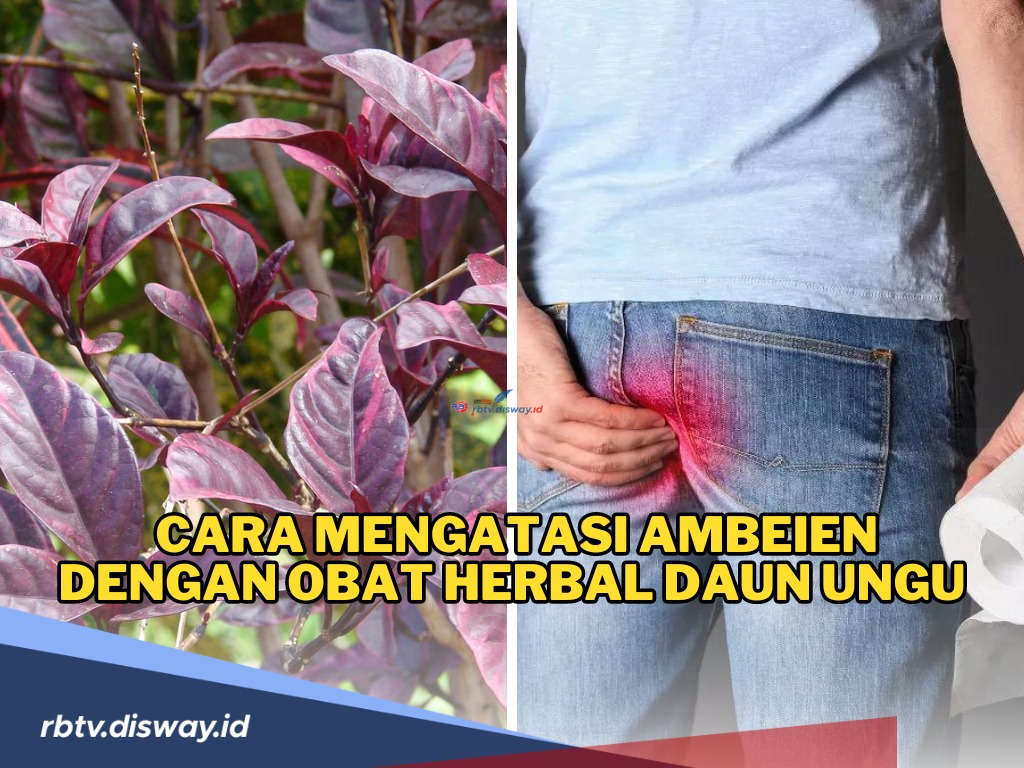 Cara Mengatasi Ambeien dengan Obat Herbal Daun Ungu, Begini Cara Tepat Mengolahnya