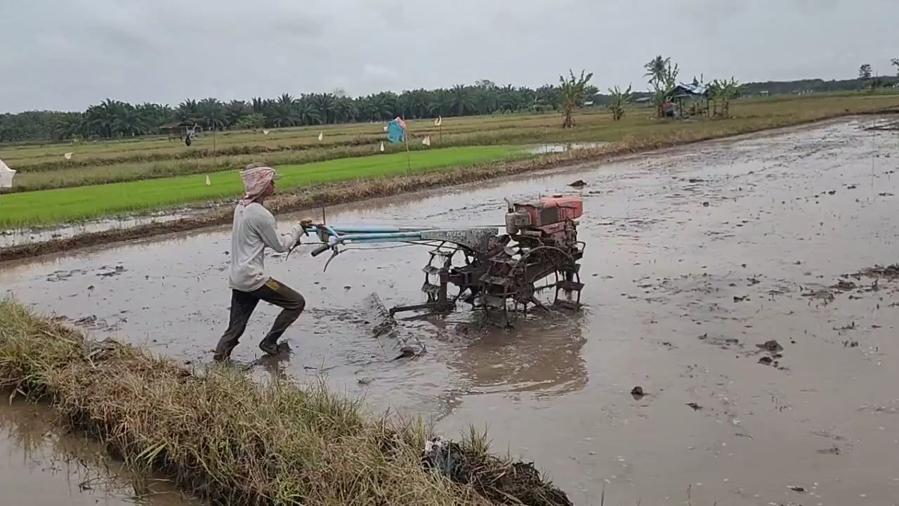 Seluma Kekurangan Pupuk Subsidi, Begini Penjelasan Pejabat