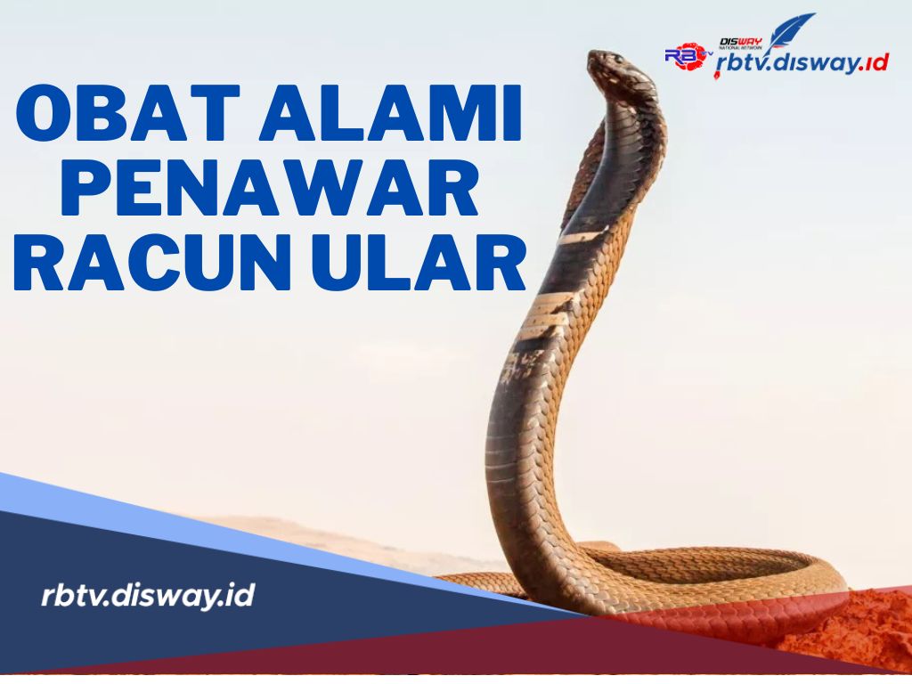 7 Obat Alami Penawar Racun Ular, Salah Satunya Air Kelapa