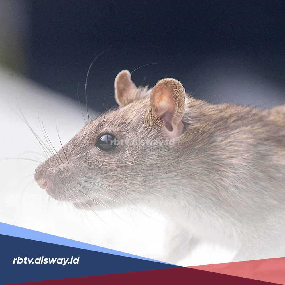 Tikus Tidak Berani Masuk Rumah jika di Halaman Ada Tanaman Ini