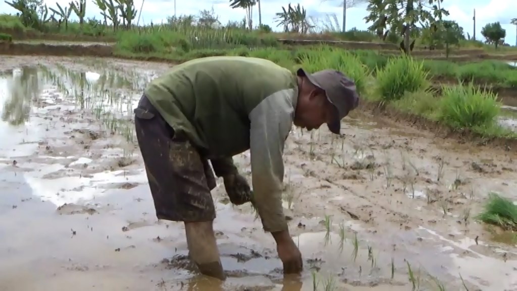 Ada Bantuan Benih Padi dan Jagung, Dibagikan seusai Lebaran