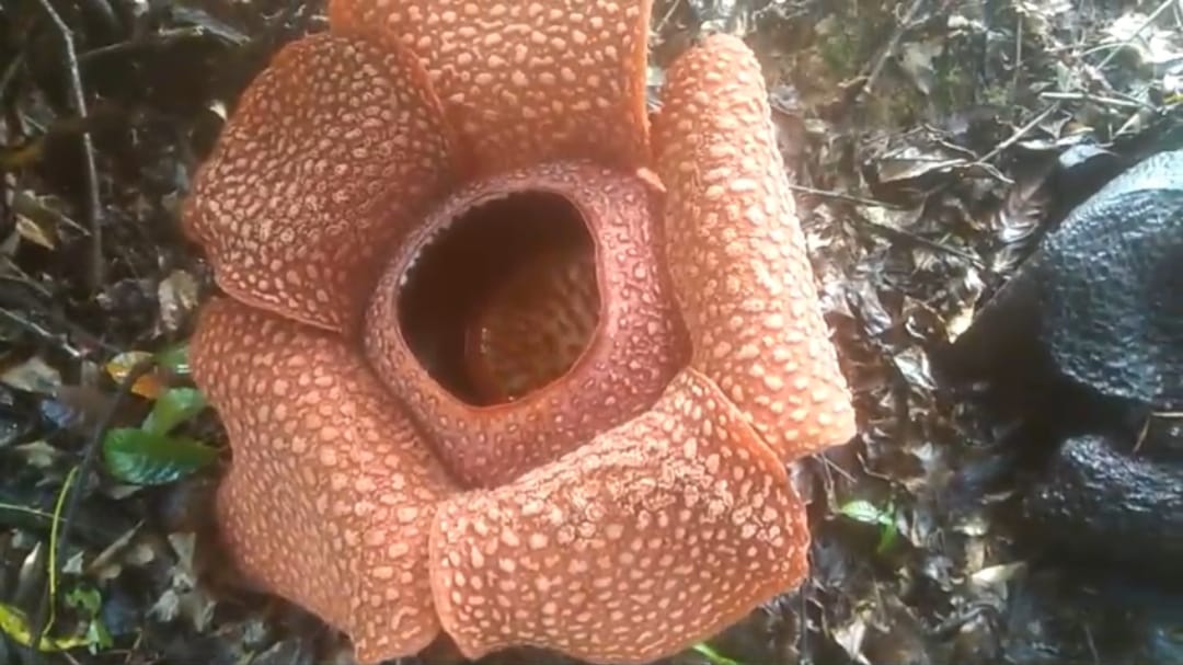 Mekar Sempurna, Petani Kopi Lubuk Resam Kembali Buktikan Rafflesia Bisa Dibudidaya