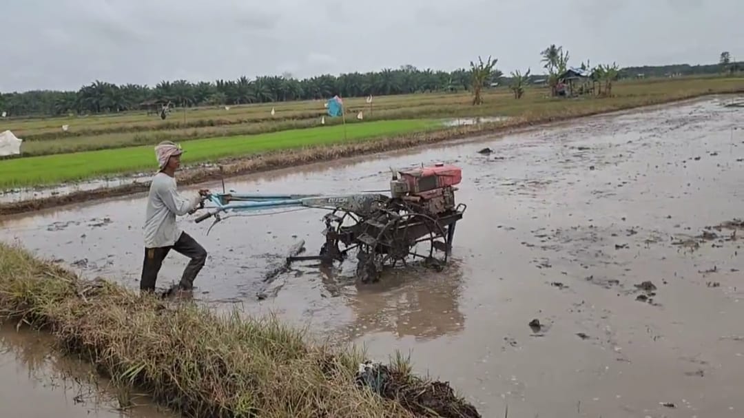 Usulan Direspon Menteri Pertanian, Seluma Terima Bantuan Benih Padi Inpari 32