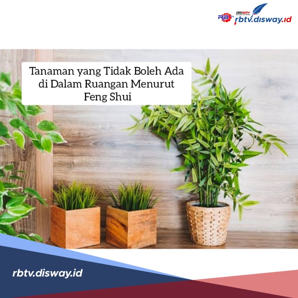 5 Tanaman yang Tidak Boleh Ada di Dalam Ruangan Menurut Feng Shui, Bikin Sial