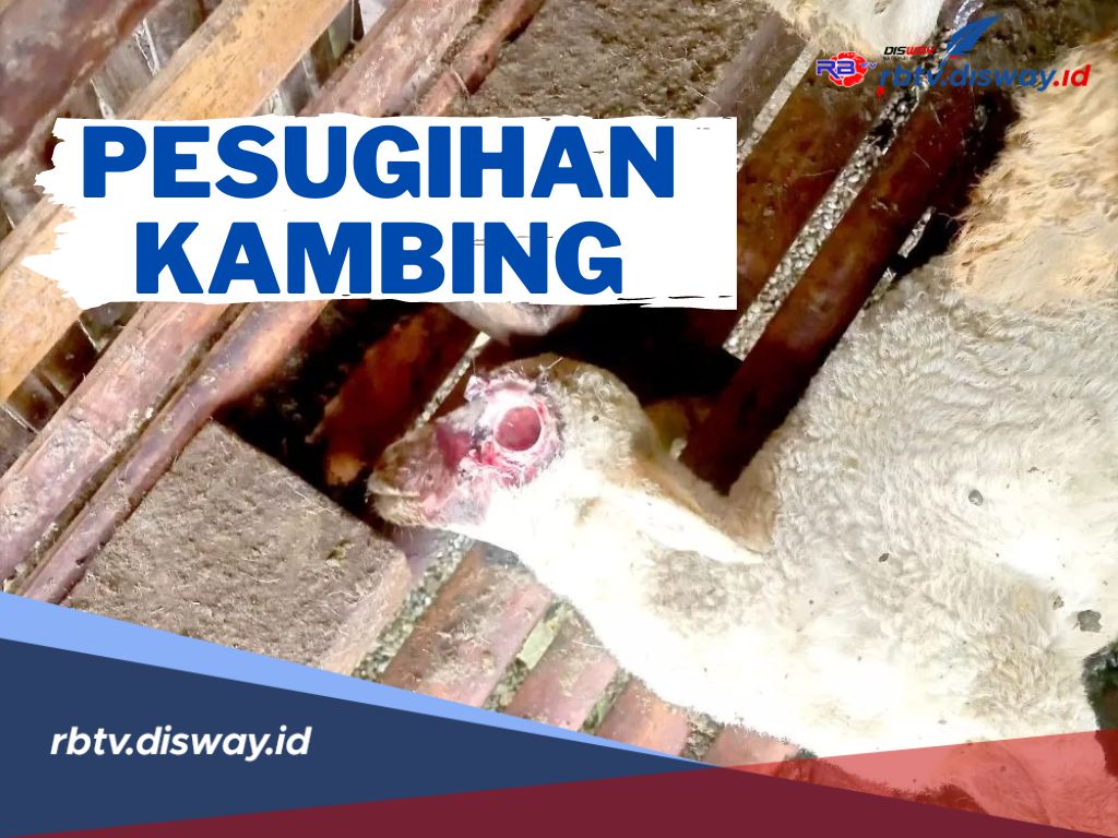 Pesugihan Kambing! Cukup 1 Ekor Sudah Bisa Mendapatkan Kekayaan Berlimpah