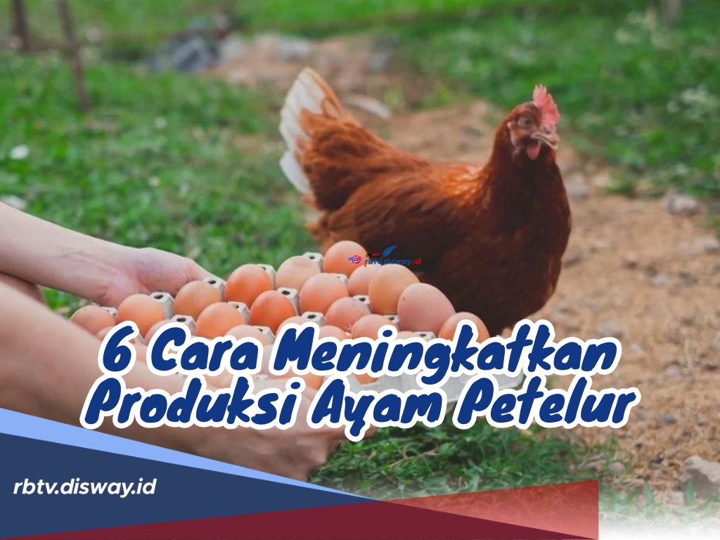 6 Hal ini Bisa Jadi Ampuh untuk Cara Meningkatkan Produksi Ayam Petelur, Yuk Terapin!