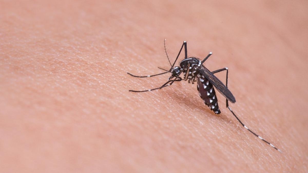 8 Tanaman Ini Bisa Mengusir Nyamuk, Coba Tanam di Halaman Rumah