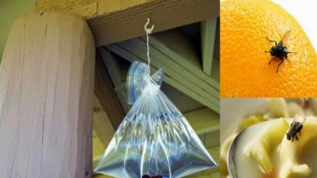 8 Cara Ampuh Mengusir Lalat dengan Bahan Alami di Rumah, Salah satunya dengan Garam