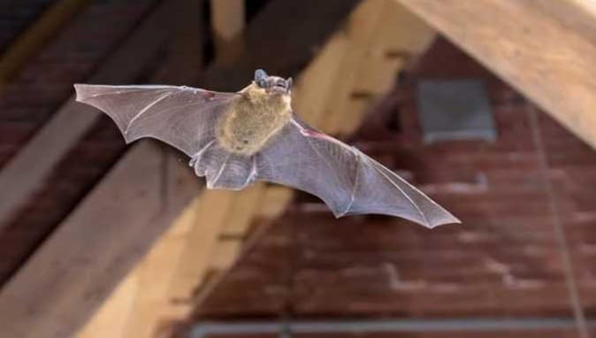 Kelelawar Masuk ke Dalam Rumah, 7 Artinya Bisa Baik atau Buruk 