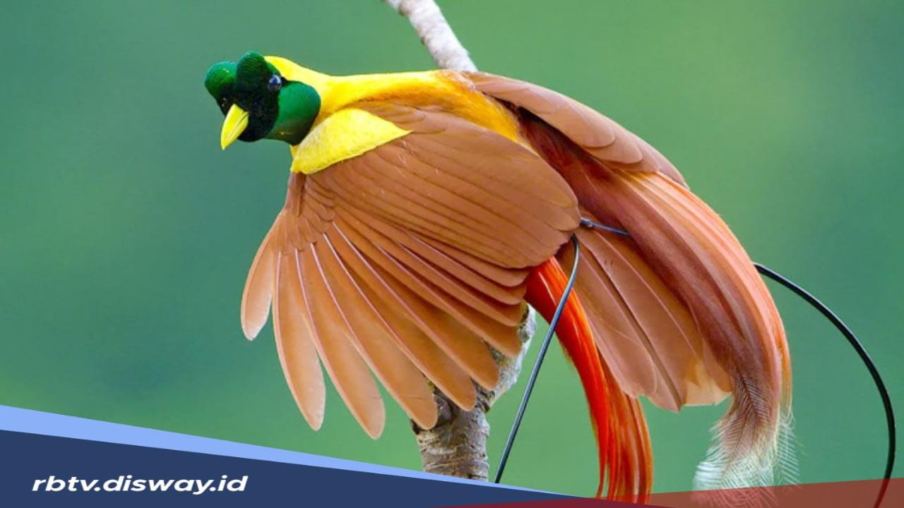 Mengenal Burung Cendrawasih, ‘Si Burung Surga’ Khas Papua