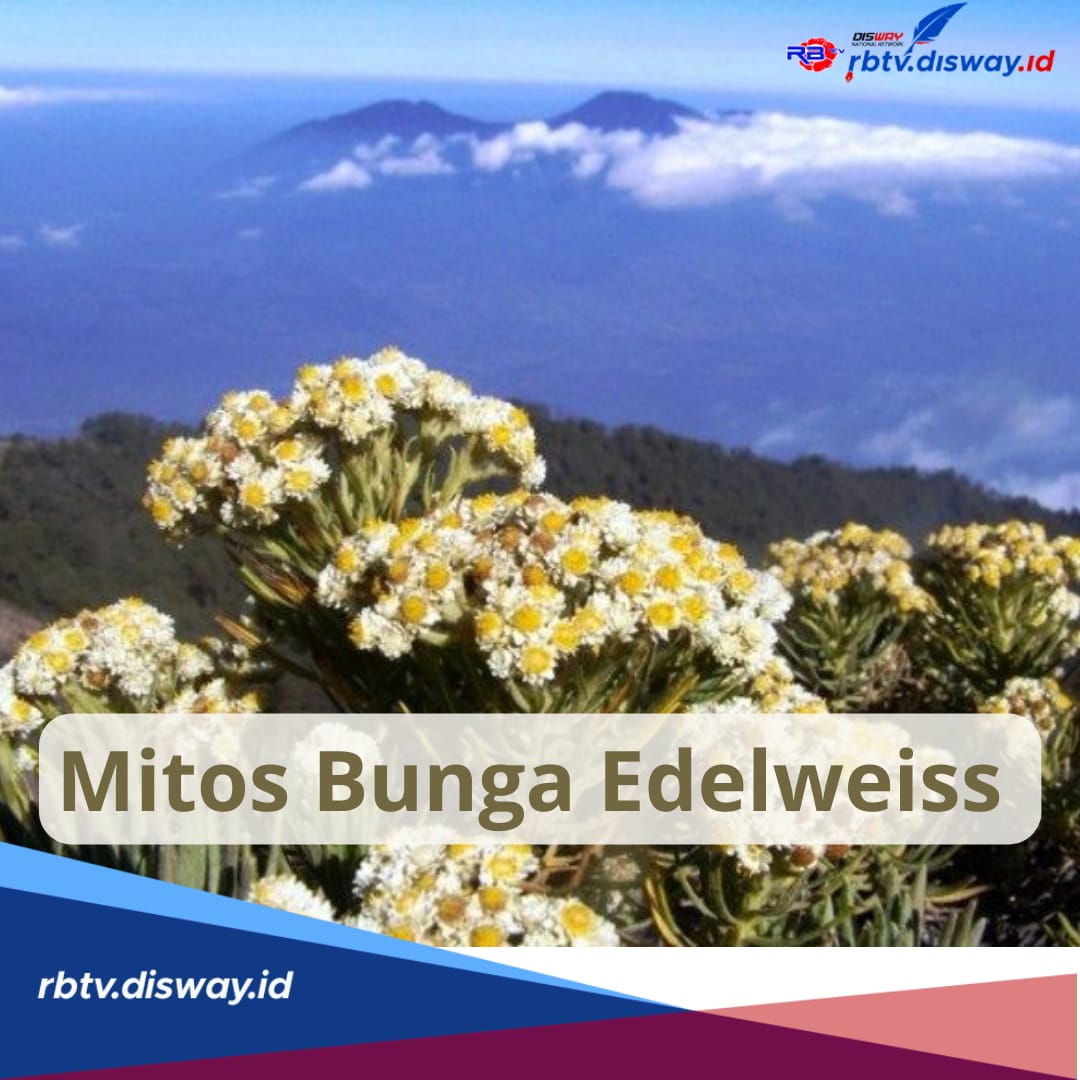 Ini 5 Mitos Bunga Edelweiss, Bunga Abadi di Gunung yang Tak Boleh Dipetik