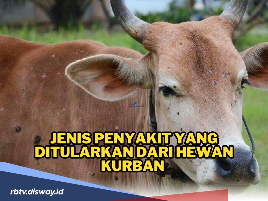 Penting untuk Diketahui! Ini Jenis Penyakit yang Ditularkan dari Hewan Kurban dan Cara Pencegahannya