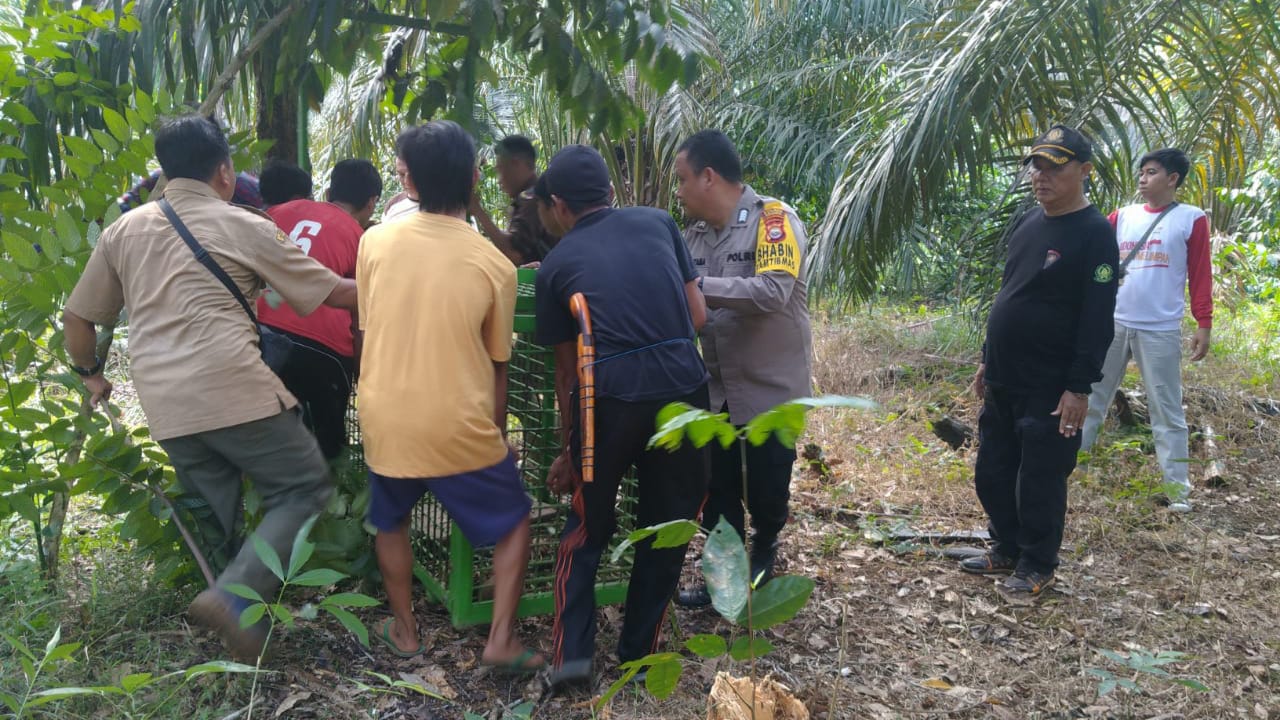 Meresahkan Warga Lubuk Terentang, BKSDA Pasang Perangkap Beruang Madu