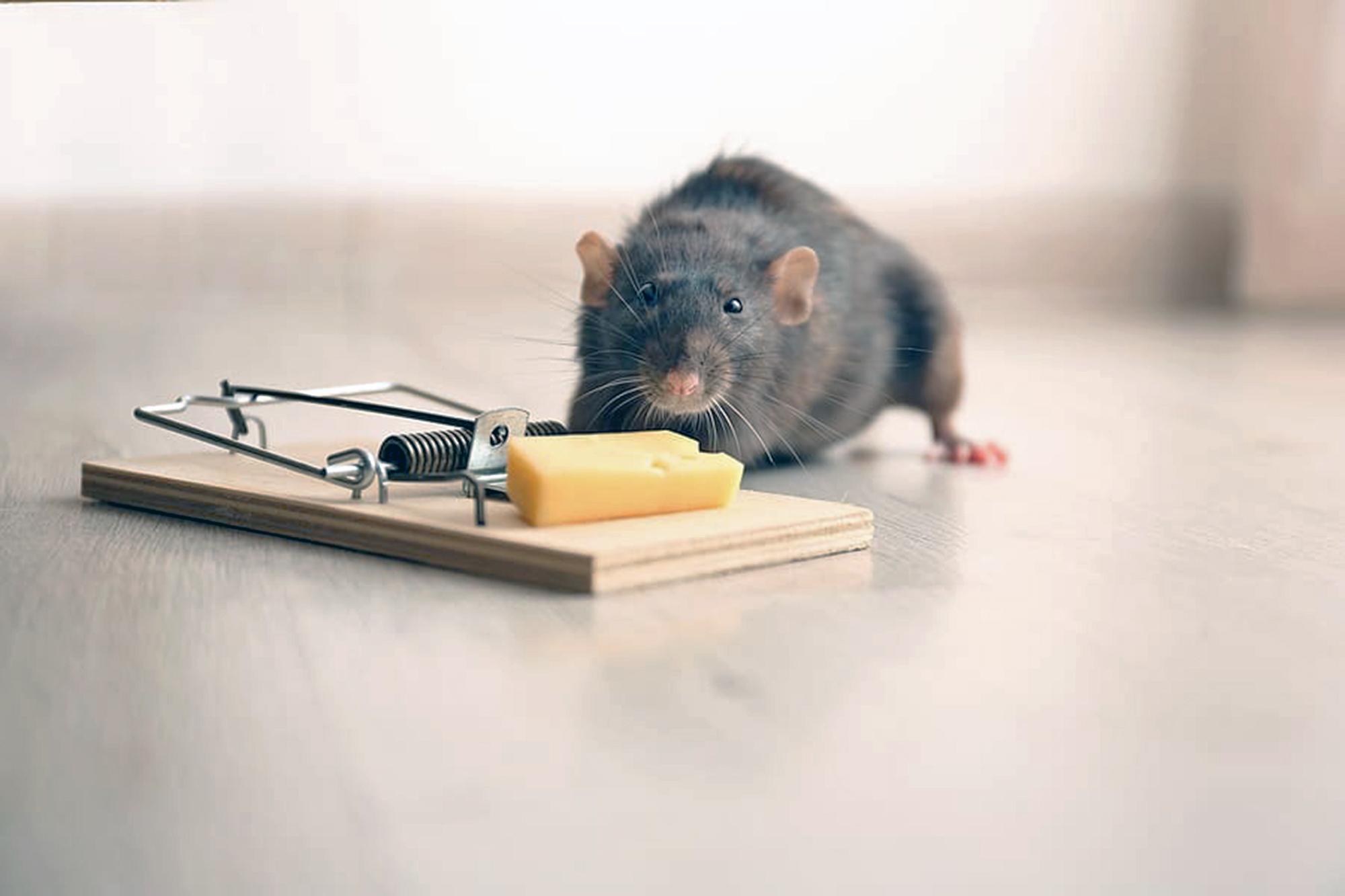 Tanpa Racun, Tanpa Bahan Dapur, 6 Tanaman Ini Bisa Mencegah Tikus Masuk Rumah