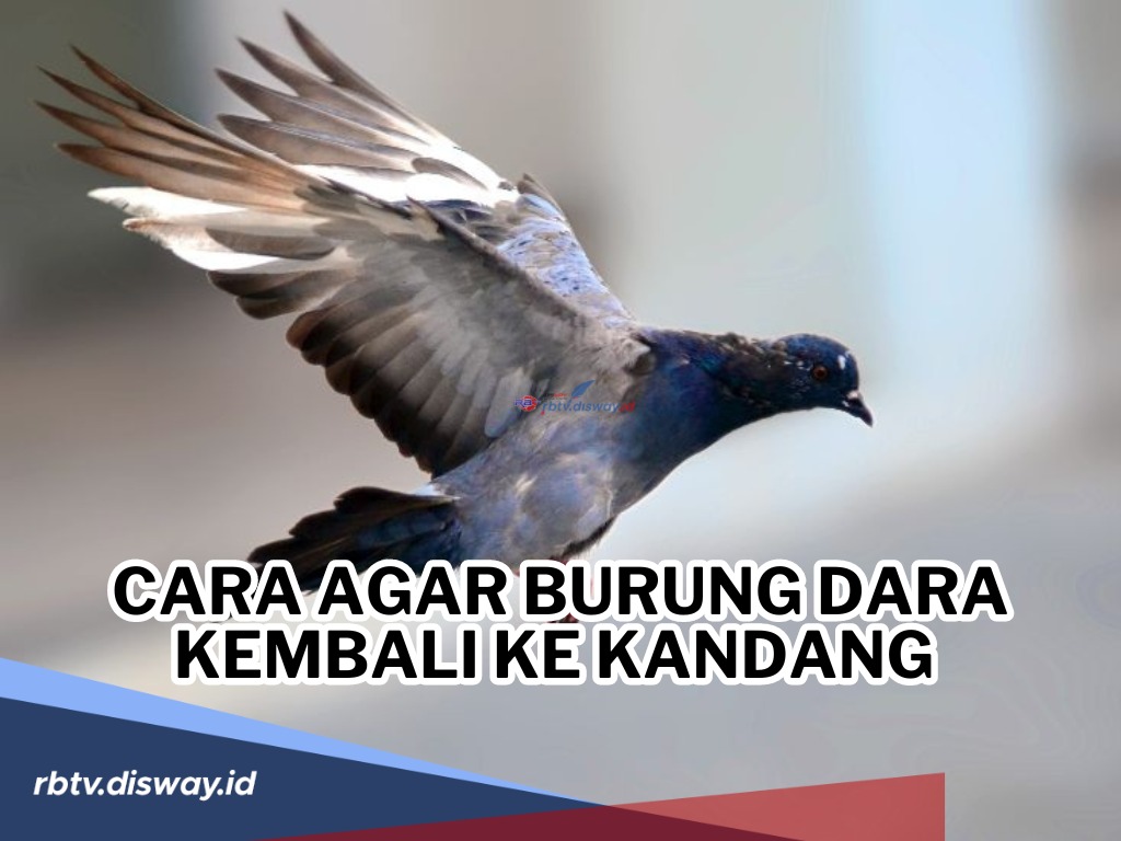 Penyuka Burung Dara Pemula Wajib Tahu! Ini Cara agar Burung Dara Kembali ke Kandang dan Tidak Hilang