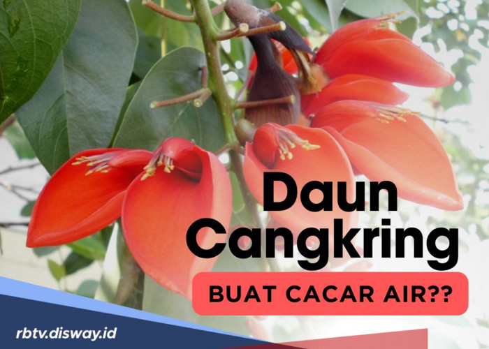 Obat Alami, Berikut Manfaat Daun Cangkring untuk Cacar Air, Herbal Tanpa Efek Samping