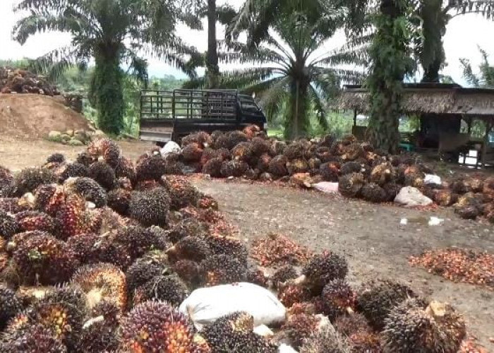 Update Harga TBS di Bengkulu Utara, Tembus Rp 2.410 per Kilogram