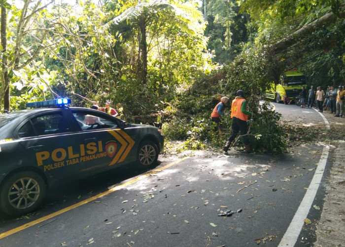 Pohon Tumbang di Liku Sembilan Sempat Macetkan Arus Lalu Lintas 