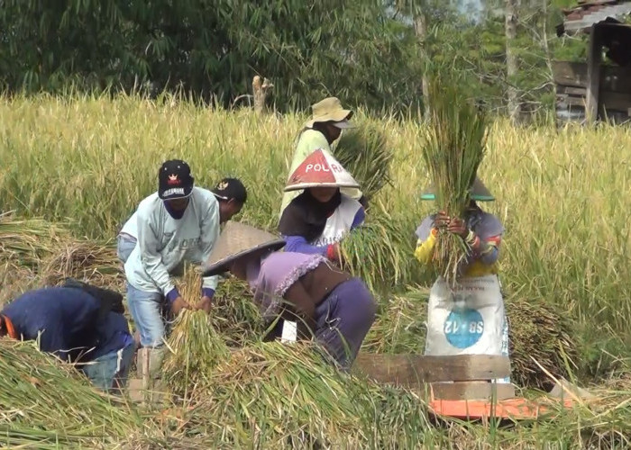 Bengkulu Dapat 84 Ribu Ton Pupuk Subsidi, Target Akhir Januari Bisa Dibeli Petani