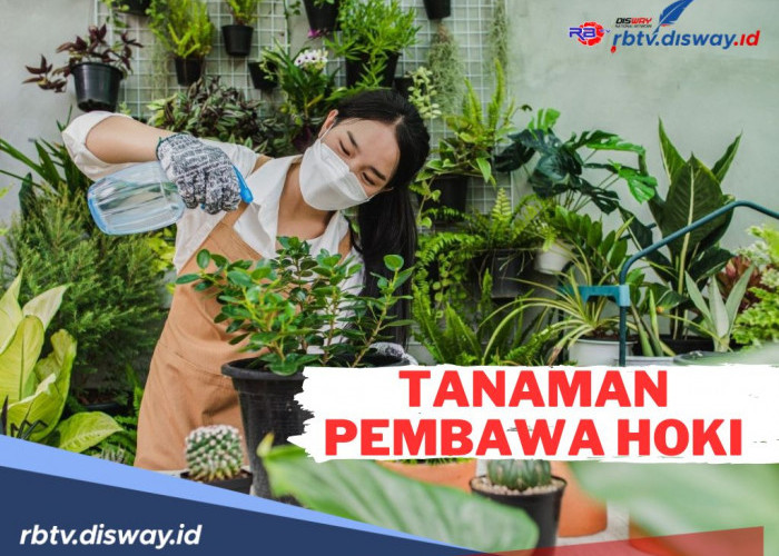 12 Jenis Tanaman Pembawa Hoki! Katanya Rezeki Auto Ngalir, Cek Yuk Tanaman Apa Saja