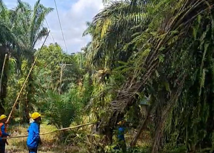 PLN Seluma Minta Raperda Larangan Tanam Tumbuh di Bawah Kabel Segera Disahkan 