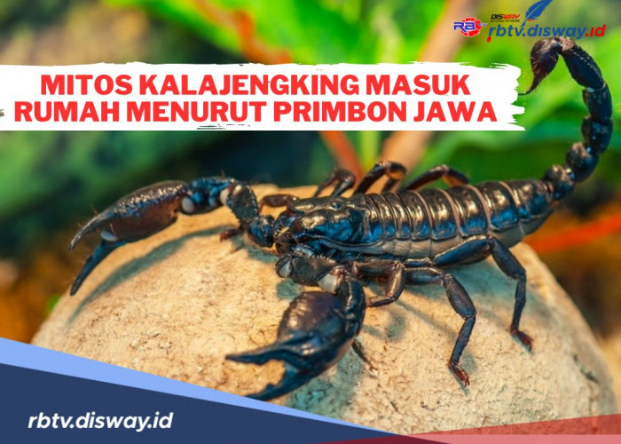 Mitos Kalajengking Masuk Rumah Menurut Primbon Jawa Artinya Begini