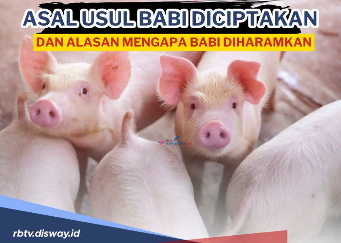 Asal Usul Babi Diciptakan serta Alasan Mengapa Allah Menjadikan Babi Hewan yang Haram