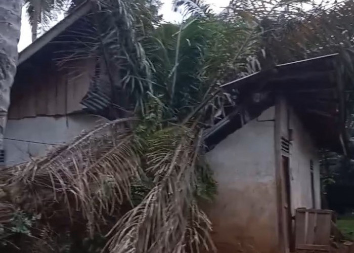 Pohon Sawit Tumbang Timpa Rumah, Penghuninya Lagi Tidur, Begini Kondisinya