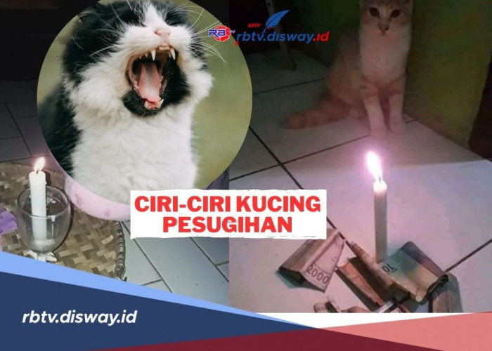 Anabul Penghasil Cuan! Ini Ciri-ciri Pesugihan Kucing dan Pembawa Hoki