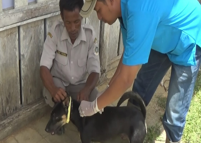 Tekan Kasus Rabies, Dinas Pertanian Seluma Usulkan 8.000 Dosis Vaksin Anti Rabies