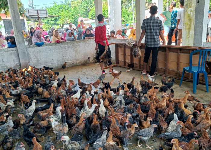 Ribuan Ayam Kampung Berhamburan di Desa Penago Baru  