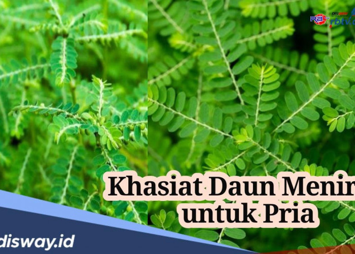 Tidak Banyak yang Tahu, Ternyata Ini Khasiat Daun Meniran untuk Pria