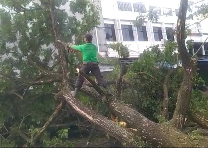 Selain Terbangkan Atap, Hujan Badai Robohkan Pohon di Jalan Belimbing Panorama