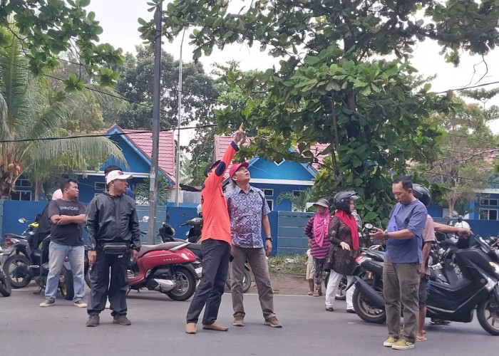 3 Pengendara Tertimpa Pohon, 1 Meninggal Dunia, Ini yang Dilakukan Dispar Pasca Kejadian