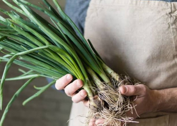 Begini Cara Menanam Daun Bawang di Air, Khasiatnya juga Bagus untuk Kesehatan Mata