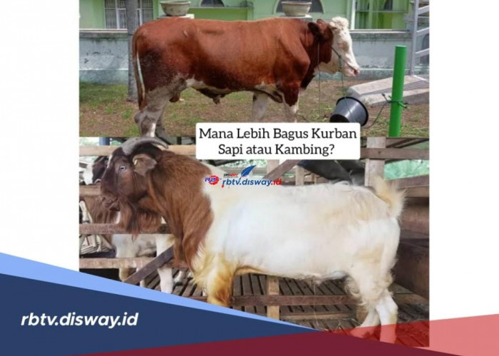 Mana Lebih Bagus Kurban Sapi Atau Kambing? Ternyata Begini Penjelasannya