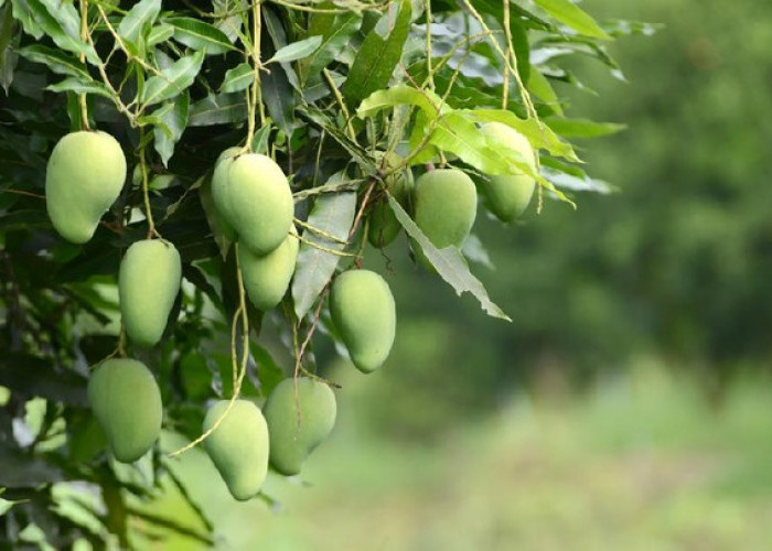 Ga Sabar Nungguin Mangganya Masak, Ini 6 Cara Mudah Pemeraman Buah Mangga Matang Lebih Cepat