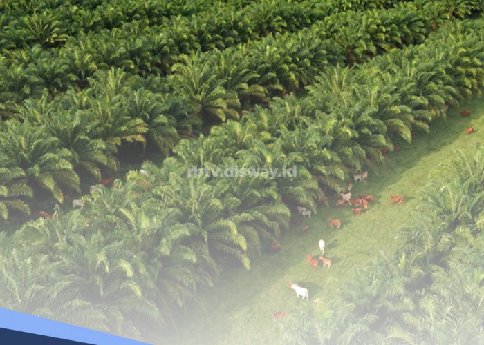 Petani Sawit Wajib Tahu, Ini 6 Ciri Fisik Tanaman Kelapa Sawit yang Sehat