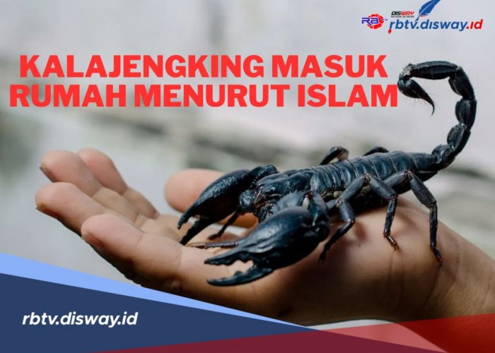 Dianjurkan Dibunuh! Ini Pertanda Kalajengking Masuk Rumah Menurut Islam