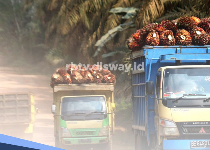 8 Keunggulan Briket Arang dari Cangkang Sawit, Lebih Hemat dan Ramah Lingkungan